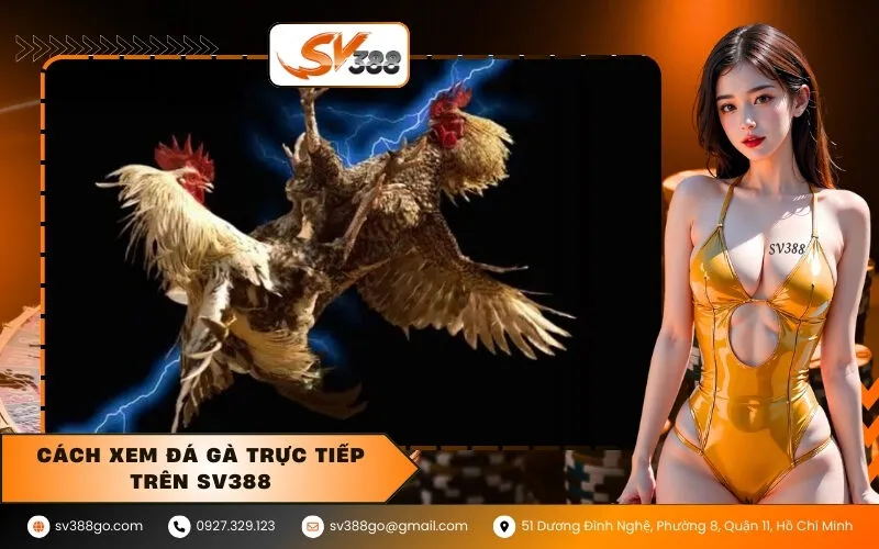 Cách Xem Đá Gà Trực Tiếp Trên SV388