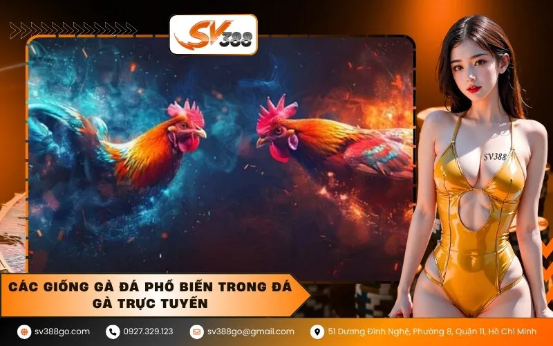 Các giống gà đá phổ biến trong đá gà trực tuyến