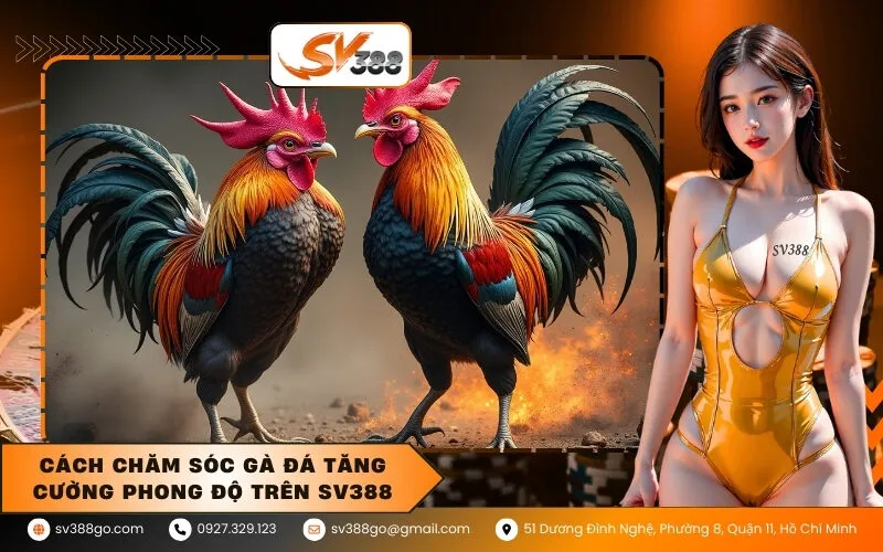 Cách Chăm Sóc Gà Đá Tăng Cường Phong Độ Trên SV388