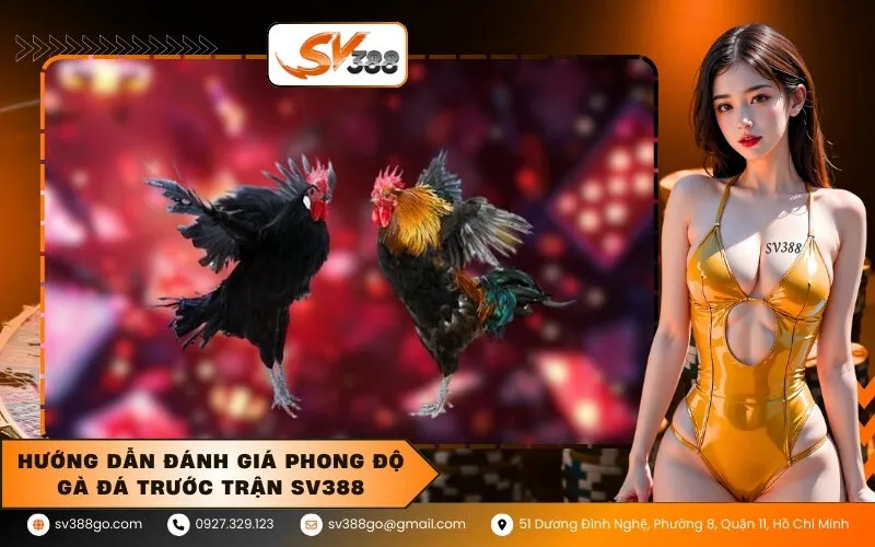 Hướng Dẫn Đánh Giá Phong Độ Gà Đá Trước Trận SV388